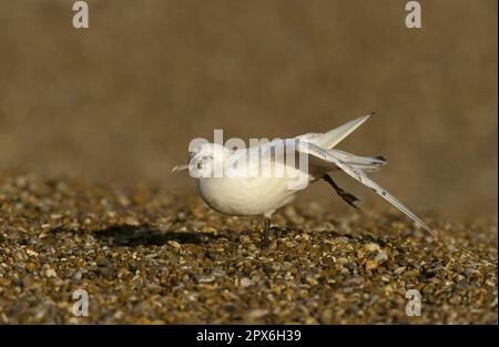 Gabbiano avorio, gabbiani avorio (Pagophila eburnea), Gabbiani, animali, Uccelli, Gabbiano avorio primo inverno, stretching alare Foto Stock