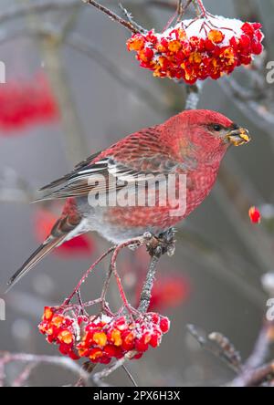 Pineta grossbeak (Pinicola enucleator), maschio adulto, si nutre di bacche di rowan innevate, Finlandia Foto Stock