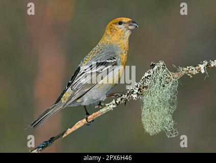 Pino grossbeak (Pinicola enucleator), femmina adulta, seduta su un ramo coperto di licheni, Lapponia, Finlandia Foto Stock