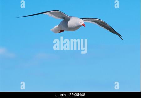 Gabbiano dei delfini (Leucofaeus scoresbii) in volo, Isola dei leoni marini, Isole Falkland Foto Stock