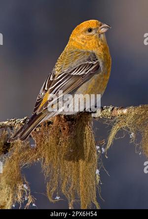 Pino grossbeak (Pinicola enucleator), femmina adulta, seduta su un ramo coperto di licheni, Lapponia, Finlandia Foto Stock