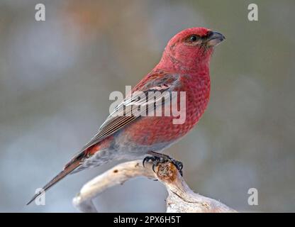 Pino grossbeak (Pinicola enucleator), maschio adulto, seduto su un ramo, Lapponia, Finlandia Foto Stock