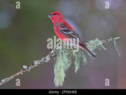 Pino grossbeak (enucleator Pinicola), maschio adulto, seduto su un ramo coperto di lichene, Lapponia, Finlandia Foto Stock