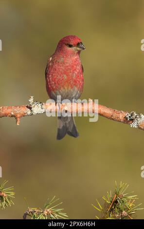 Pino Grossbeak (Pinicola enucleator) maschio adulto, arroccato su ramoscello, Finlandia Foto Stock