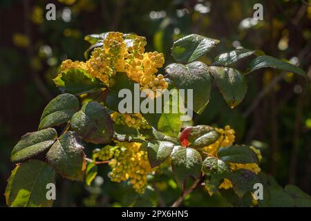 Mahonia comune. Lascia nella rugiada di mattina. Fiori gialli, arbusti fioriti di aprile. Foto Stock