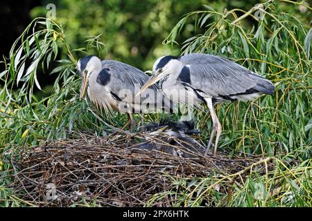 Airone grigio (Ardea cinerea) coppia adulta, a nido con pulcini, in parco urbano, Londra, Inghilterra, Regno Unito Foto Stock