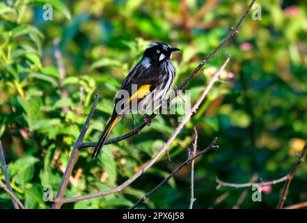 New Holland honeyeater (Phylodonyris novaehollandiae), adulto, seduto in una filiale, New South Wales, Australia Foto Stock