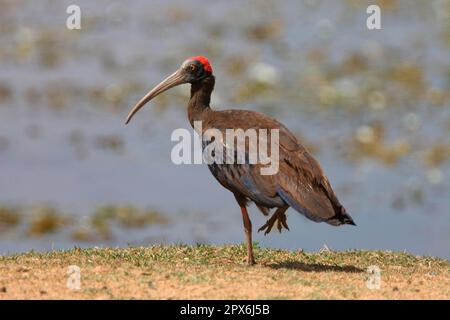 Ibis nero con tovaglioli rossi (Pseudibis papillosa) per adulti, in piedi sull'acqua, Karnataka, India Foto Stock