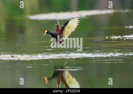 Jacana settentrionale (Jacana spinosa), Jacana settentrionale adulto, con ali sparse, a piedi sulla vegetazione acquatica, Tikal N. P. Peten, Guatemala Foto Stock