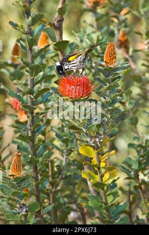 New Holland Honeyater (Phylodonyris novaehollandiae) adulto, nutrimento su Scarlet Banksia, Mt. Barker, Australia Occidentale Foto Stock