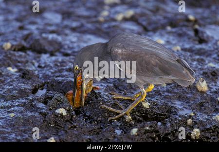 Galapagos Heron, airone di lava (Butorides sundevalli), aironi, animali, Uccelli, Lava Heron nutrimento su Sally piede leggero granchio Foto Stock