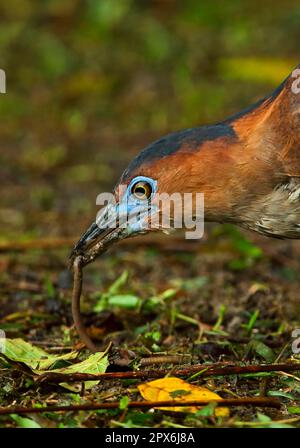 Airone malese notturno (Gorsachius melanolophus), adulto, primo piano, nutrimento con la verme di terra, Taiwan Foto Stock