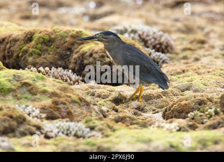 Airone striato (Butorides striatus) adulto, in piedi sulla barriera corallina in bassa marea, Lady Elliot Island, Queensland, Australia Foto Stock