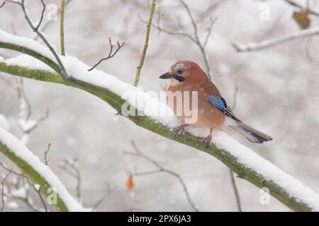 Jay eurasiatico (Garrulus glandarius), adulto, seduto su un ramo coperto di neve nel parco boschivo, Yorkshire, Inghilterra, dicembre, nevicate Foto Stock