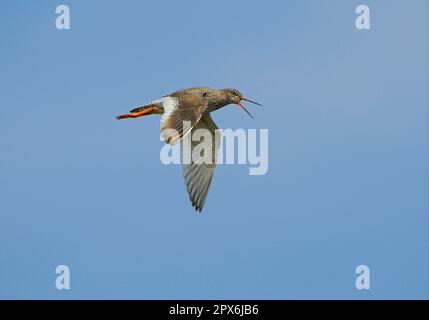 Comune redshank (Tringa totanus) adulto, chiamando, in volo, Nord Uist, Ebridi esterne, Scozia, Gran Bretagna Foto Stock