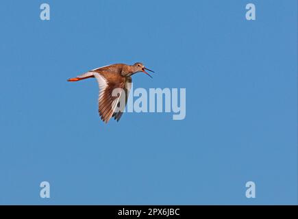 Comune Redshank (Tringa totanus totanus) adulto, chiamando, in volo, lago Alakol, Kazakistan Foto Stock