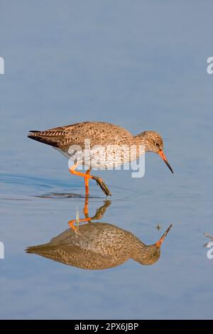 Comune Redshank (Tringa totanus) adulto, piumaggio estivo, guado in acqua con riflessione, Minspere RSPB Reserve, Suffolk, Inghilterra, Regno Unito Foto Stock