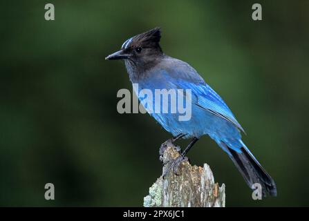 Jay di Steller (Cyanocitta stelleri), Jay dalla testa nera, corvids, songbirds, animali, Birds, Steller's Jay arroccato su legno morto, Nord America Foto Stock