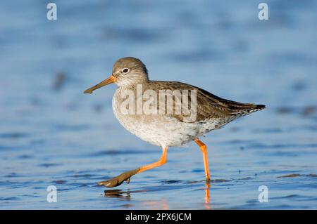 Comune redshank (Tringa totanus) adulto, foraging, guado su mudflats, Nord Norfolk, Inghilterra, inverno Foto Stock