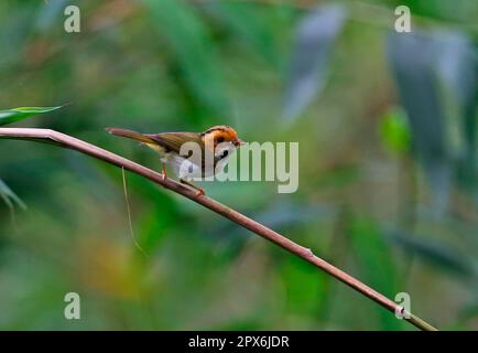 Warbler di faccia rufosa (Abroscopus albogularis fulvifacies) adulto, con cibo in becco, arroccato su fusto, Dasyueshan National Forest, Taiwan Foto Stock