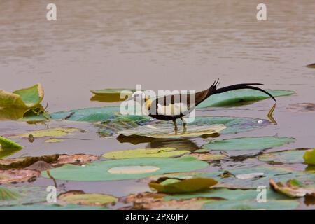 Pollo in foglie di fagiano, animali, Uccelli, Taders, Jacana in coda di fagiano, Sri Lanka Foto Stock