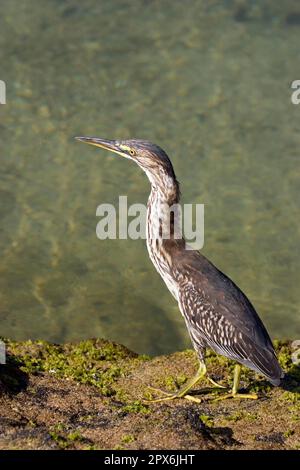 Heron striato (Butorides striatus), immaturo Foto Stock
