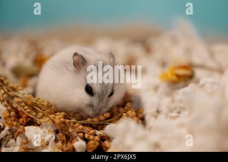 Criceto mangiare panicgrass su trucioli di carta in gabbia Foto Stock