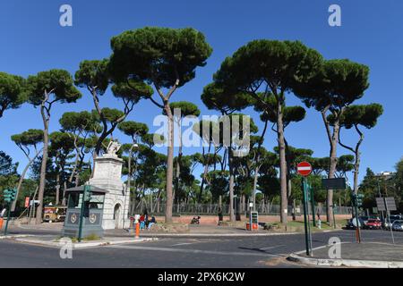 Pini, Giardino, Villa Borghese, Roma, Italia Foto Stock