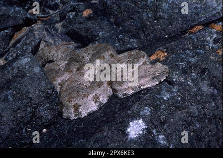 La vipera di Milo dal naso smussato Foto Stock