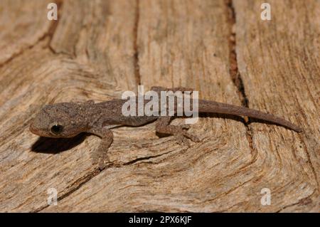 Gecko nana dalla testa gialla Foto Stock