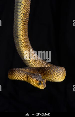 Usambara Bush viper Foto Stock