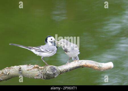 Pied Wagtail con giovane uccello Foto Stock