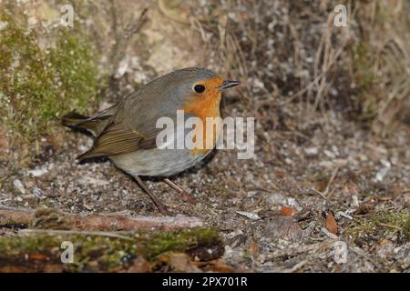 Rapina europea (Erithacus rubecula), foraggio sul terreno forestale, Renania settentrionale-Vestfalia, Germania Foto Stock