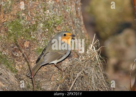 Rapina europea (Erithacus rubecula), foraggio sul terreno forestale, Renania settentrionale-Vestfalia, Germania Foto Stock