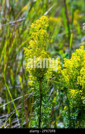 Prato fiorito, verum di Galium, cannuccia della signora o cannuccia gialla. Galum verum è una pianta perenne erbacea. Pianta sana. Foto Stock