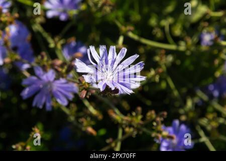 Fiori di cicoria blu, primo piano. Cichorium viola intybus fiori, chiamato come marinaio, cicoria, caffè erbaccia, o succoria è un po 'legnoso, erbaceo Foto Stock