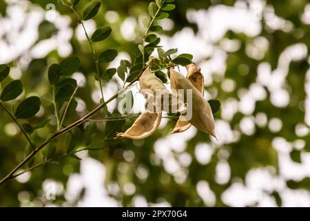 Flora dell'isola di Rab, Croazia. Vescica senna Colutea arborescens. È originaria dell'Europa e del Nord Africa. Cresciuto come un ornamentale, usato in architettura paesaggistica Foto Stock
