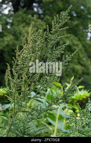 L'album Chenopodium è un tipo di album annuale grigio-verde erbaceo, coperto da piante grigiastre in polvere della famiglia delle Lobodacee. Foto Stock