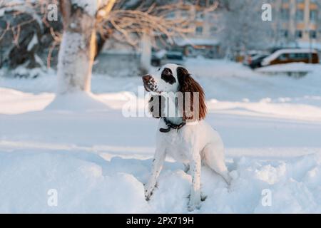 Cane felice seduto sulla nevicata e guardando via Foto Stock
