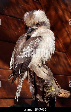 Jägerliest oder Lachender Hans (Dacelo novaeguineae) in einem Tierpark, Nordrhein-Westfalen, Deutschland, Mechernich Foto Stock