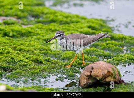 Heteroscelus brevipes, tattler dalla coda grigia (Tringa brevipes), animali, Uccelli, Taders, Tattler dalla coda grigia adulto, piumaggio di allevamento, foraggio su Foto Stock