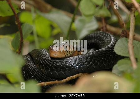 Cobra di foresta Foto Stock