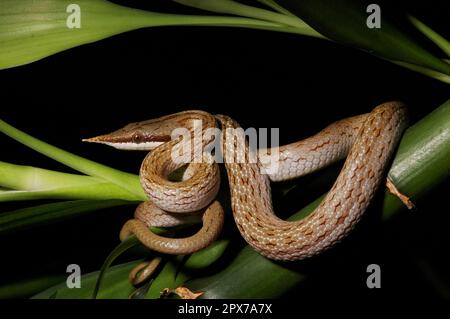 Serpente vietnamita dal naso lungo Foto Stock