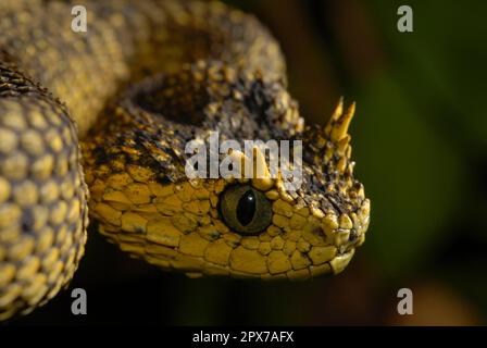 Usambara Bush viper Foto Stock