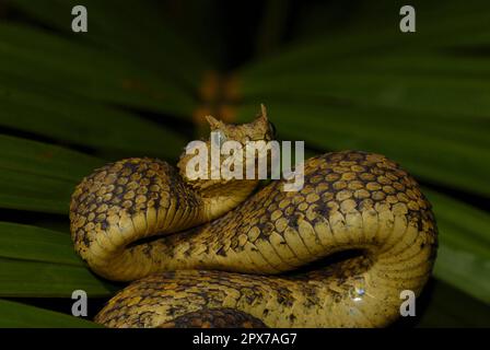Usambara Bush viper Foto Stock