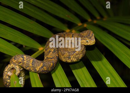 Usambara Bush viper Foto Stock