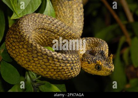 Usambara Bush viper Foto Stock