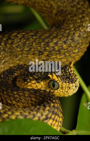Usambara Bush viper Foto Stock
