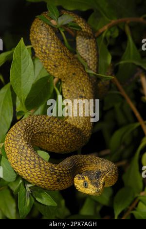 Usambara Bush viper Foto Stock