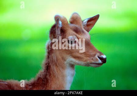 Giovane daino Foto Stock